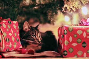 gatto sotto all'albero di natale in mezzo a due pacchi